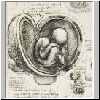Studie einer Gebaermutter, um 1489.html
